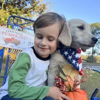 April ESA Service dog prospect, a female Golden Retriever for sale in Hawthorne, FL – Photo 1 of 10