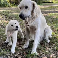April ESA Service dog prospect, a female Golden Retriever for sale in Hawthorne, FL – Photo 4 of 10