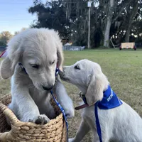 April ESA Service dog prospect, a female Golden Retriever for sale in Hawthorne, FL – Photo 9 of 10