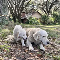 April ESA Service dog prospect, a female Golden Retriever for sale in Hawthorne, FL – Photo 7 of 10