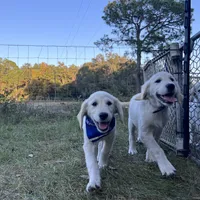 April ESA Service dog prospect, a female Golden Retriever for sale in Hawthorne, FL – Photo 10 of 10