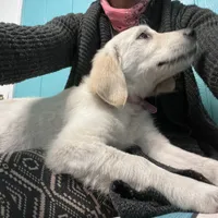 April ESA Service dog prospect, a female Golden Retriever for sale in Hawthorne, FL – Photo 3 of 10