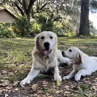 April ESA Service dog prospect, a female Golden Retriever for sale in Hawthorne, FL – Photo 8 of 10