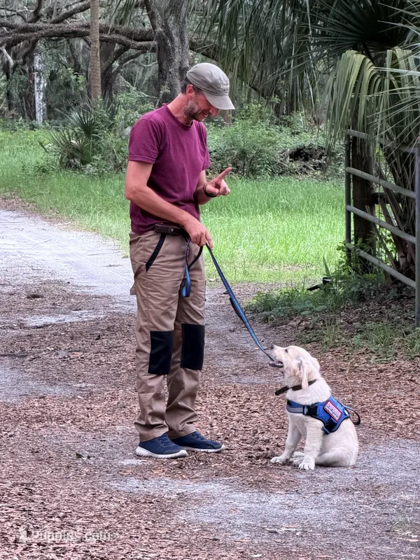 Brooklyn of Avalon, talented boy for agility & service dog prospect – Golden Retriever puppy for sale in Hawthorne, FL