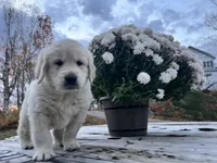 U-TURN : pure golden producer OFA dna / for trade, a male Golden Retriever for sale in Hawthorne, FL – 2 of 10