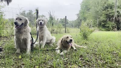 U-Turn of Avalon - great GOLDEN RETRIEVER male - OPEN TO TRADE, a male Golden Retriever for sale in Hawthorne, FL – 2 of 10
