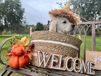 U-TURN : pure golden producer OFA dna / for trade, a male Golden Retriever for sale in Hawthorne, FL – 7 of 10