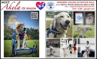 Rare Golden SERVICE DOG + ID, 11month, in training  (Akela) 5500$, a male Golden Retriever for sale in Hawthorne, FL – 1 of 10