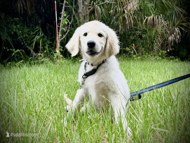 Beatrix of Avalon  – Golden Retriever puppy on hold in Hawthorne, FL