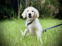 Beatrix of Avalon , a female Golden Retriever for sale in Hawthorne, FL – 1 of 10