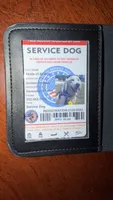 Rare! SERVICE DOG (pure golden) with Ihis D - Akela, a male Golden Retriever for sale in Hawthorne, FL – 2 of 10
