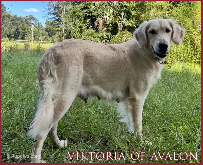 Viktoria of Avalon – Golden Retriever puppy for sale in Hawthorne, FL