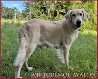 Viktoria of Avalon, a female Golden Retriever for sale in Hawthorne, FL – 1 of 10