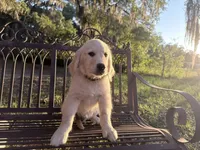Brooklyn of Avalon (75% @TPO tests), a male Golden Retriever for sale in Hawthorne, FL – 9 of 10