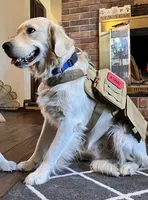 U-Turn of Avalon - great GOLDEN RETRIEVER male - OPEN TO TRADE, a male Golden Retriever for sale in Hawthorne, FL – 3 of 10