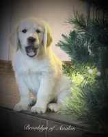 Brooklyn of Avalon, talented boy for agility & service dog prospect, a male Golden Retriever for sale in Hawthorne, FL – 8 of 10