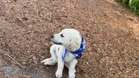 Barbie of Avalon - Golden retriever (english cream) female puppy, a female Golden Retriever for sale in Hawthorne, FL – 5 of 10