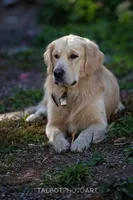 Poucette ESA Golden Retriever fermale OFA certified +DNA profile 3990$, a female Golden Retriever for sale in Hawthorne, FL – 8 of 9