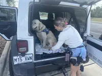Golden SERVICE DOG with ID 11 months in ttraining (Akela) affordable, a male Golden Retriever for sale in Hawthorne, FL – 5 of 10