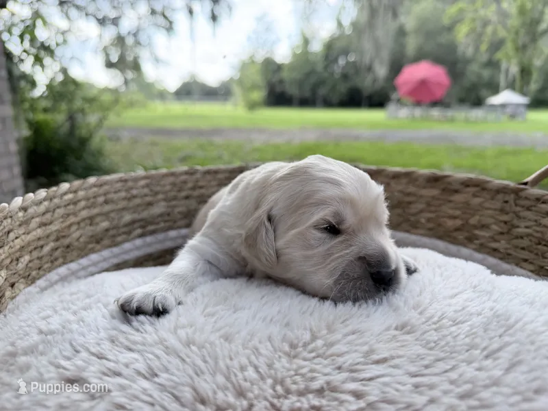 Bamboo - Golden retriever male puppy ready in 7 weeks! – Golden Retriever puppy for sale in Hawthorne, FL