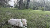Bamboo of Avalon , a male Golden Retriever for sale in Hawthorne, FL – 2 of 9