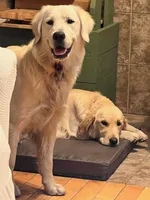 U-TURN : pure golden producer OFA dna / for trade, a male Golden Retriever for sale in Hawthorne, FL – 5 of 10