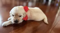 BEYONCE of Avalon  - purebred Golden retriever female puppy, a female Golden Retriever for sale in Hawthorne, FL – 7 of 10