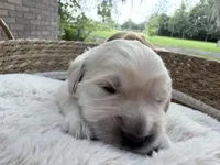 Bristol - Golden retriever male puppy ready in 7 weeks!, a male Golden Retriever for sale in Hawthorne, FL – 3 of 7