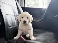Barbie of Avalon - ESA + Service dog prospect (80% on 12 TPO tests), a female Golden Retriever for sale in Hawthorne, FL – 9 of 10