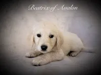 BEATRIX OF AVALON Beauty & beautiful mind, a female Golden Retriever for sale in Hawthorne, FL – 5 of 9