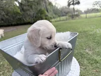 Bianca of Avalon, a female Golden Retriever for sale in Hawthorne, FL – 8 of 10
