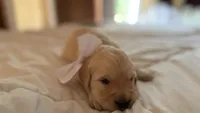 BETTY BOOP of Avalon - Golden retriever female puppy ready in 7 weeks!, a female Golden Retriever for sale in Hawthorne, FL – 3 of 10