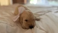 BETTY BOOP of Avalon - Golden retriever female puppy ready in 7 weeks!, a female Golden Retriever for sale in Hawthorne, FL – 6 of 10