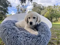 Amory of Avalon, a male Golden Retriever for sale in Hawthorne, FL – Photo 8 of 10