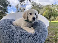 Amory of Avalon, a male Golden Retriever for sale in Hawthorne, FL – Photo 6 of 10