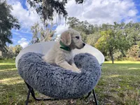 Amory of Avalon, a male Golden Retriever for sale in Hawthorne, FL – Photo 10 of 10