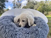 Amory of Avalon, a male Golden Retriever for sale in Hawthorne, FL – Photo 9 of 10
