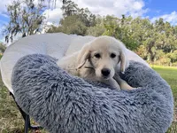 Amory of Avalon, a male Golden Retriever for sale in Hawthorne, FL – Photo 7 of 10