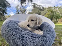 Amory of Avalon, a male Golden Retriever for sale in Hawthorne, FL – Photo 5 of 10