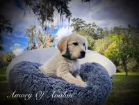Amory of Avalon, a male Golden Retriever for sale in Hawthorne, FL – Photo 2 of 10