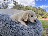 Amory of Avalon, a male Golden Retriever for sale in Hawthorne, FL – Photo 3 of 10