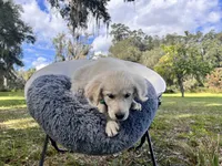 Amory of Avalon, a male Golden Retriever for sale in Hawthorne, FL – Photo 1 of 10