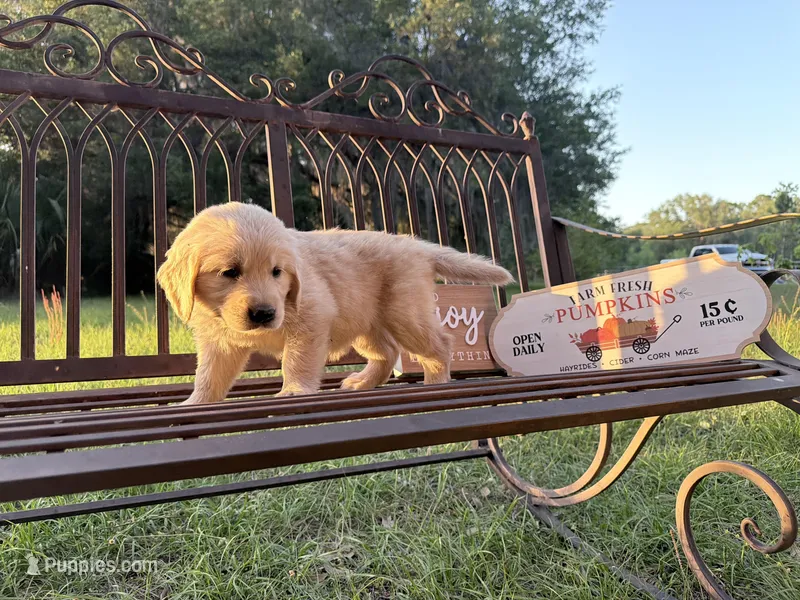 Bella of Avalon - confirmed for Assistance SD + ESA – Golden Retriever puppy for sale in Hawthorne, FL