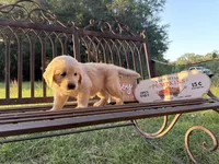Bella of Avalon - confirmed for Assistance SD + ESA, a female Golden Retriever for sale in Hawthorne, FL – Photo 1 of 9