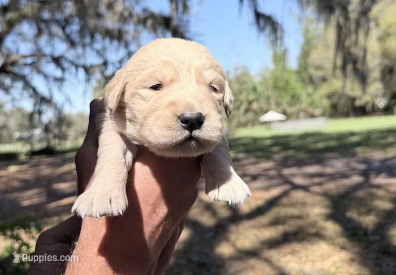 Bella of Avalon - ESA Service dog prospect – Golden Retriever puppy for sale in Hawthorne, FL