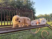 Bella of Avalon - confirmed for Assistance SD + ESA, a female Golden Retriever for sale in Hawthorne, FL – Photo 2 of 9