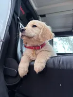 Bella of Avalon Service Dog prospect 95% TPO tests succeed / Pending, a female Golden Retriever for sale in Hawthorne, FL – 2 of 10