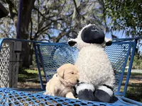 Bella of Avalon - ESA Service dog prospect, a female Golden Retriever for sale in Hawthorne, FL – Photo 6 of 9