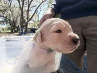 Bella of Avalon - ESA Service dog prospect, a female Golden Retriever for sale in Hawthorne, FL – Photo 7 of 9