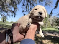 Bella of Avalon - ESA Service dog prospect, a female Golden Retriever for sale in Hawthorne, FL – Photo 8 of 9